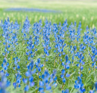 Wiese mit blauen Blumen