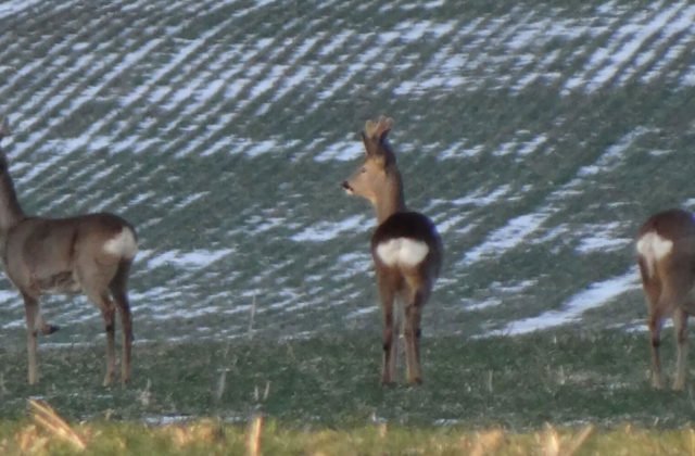 Rehe auf Feld