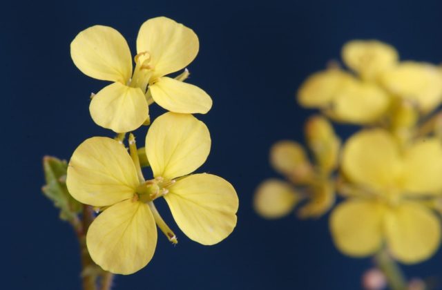 gelbe Blumen