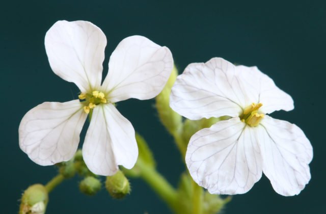 weiße Blumen