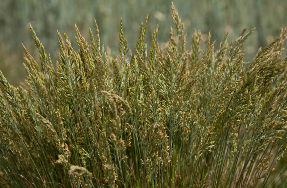 Rasengräser - Saatzucht Steinach GmbH & Co KG