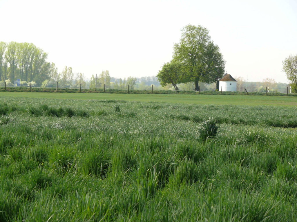 Wiese mit Bäumen im Hintergrund