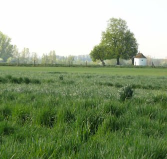 Wiese mit Bäumen im Hintergrund