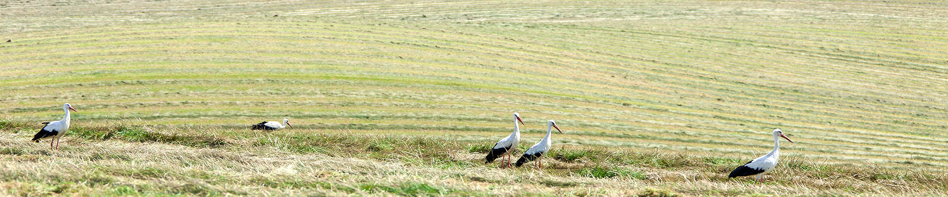 Feld mit Storchen