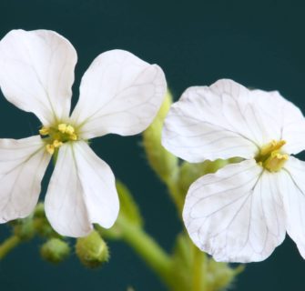 Nahaufnahme Pflanze mit weißen Blüten
