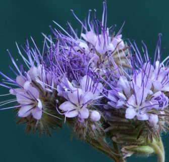 Nahaufnahme Pflanze mit lila Blüten