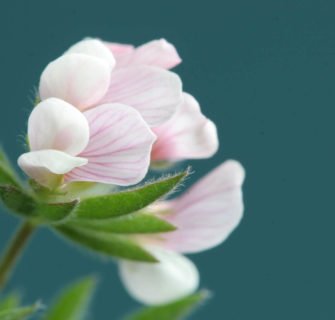 Nahaufnahme Pflanze mit rosa Blüten